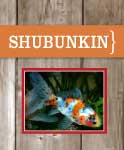 Shubunkin